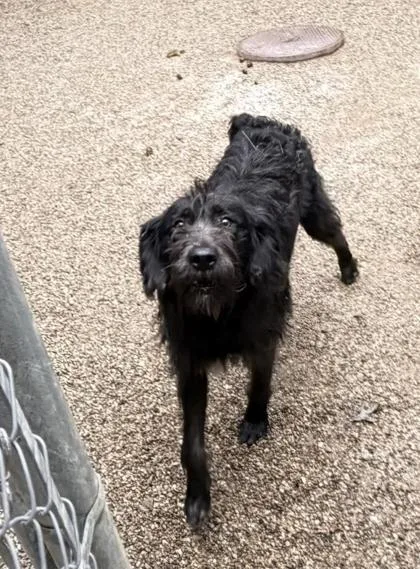 An adult large-sized male Labrador Retriever dog named Taka for adoption in South Bend, IN