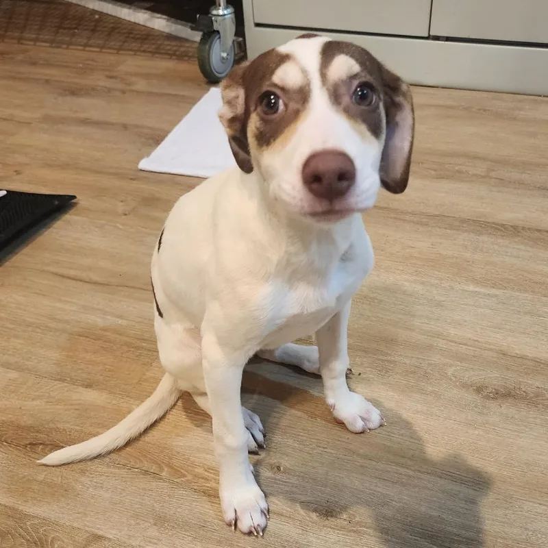 A baby medium-sized female Brown / Chocolate Hound dog named Jolene for adoption in Seminole, FL