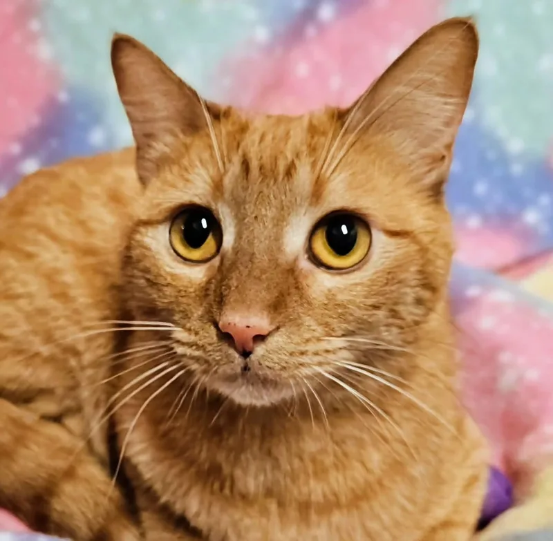 A young medium-sized female Tabby (Orange / Red) Domestic Short Hair cat named Alice  Rancho Cucamonga for adoption in Yorba Linda, CA