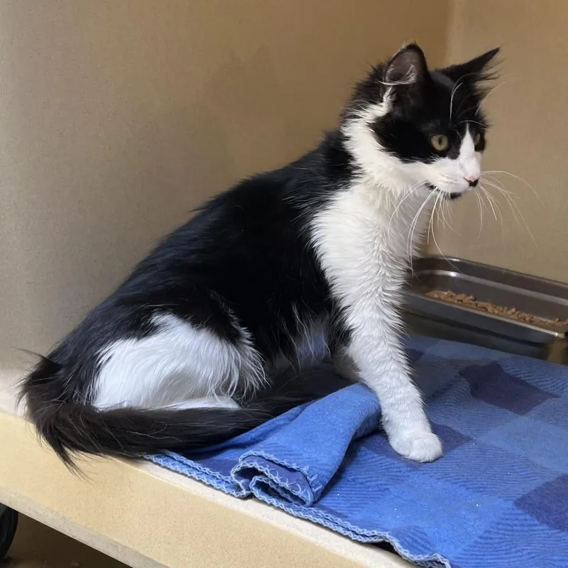 A baby medium-sized female Black & White / Tuxedo Domestic Long Hair cat named Astoria for adoption in Clarksville, VA