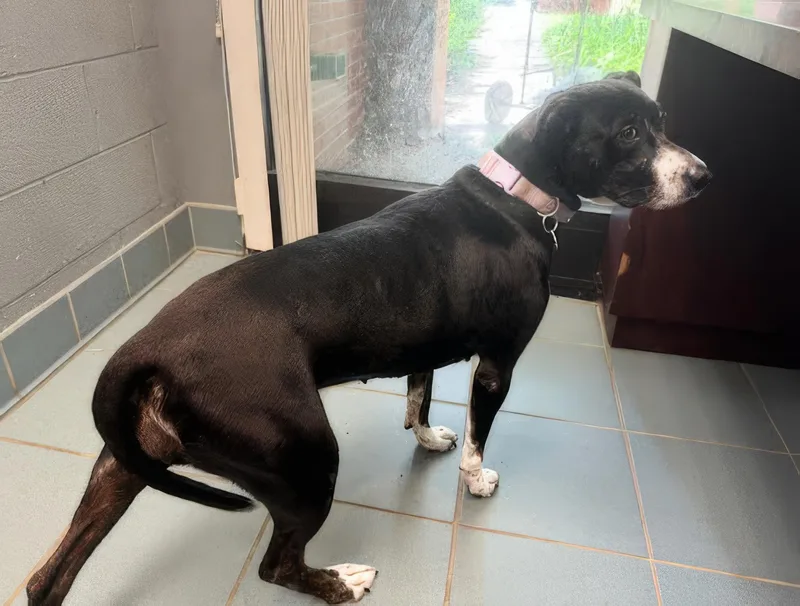 An adult medium-sized female Black Mixed Breed dog named Sassy for adoption in Nashville, TN