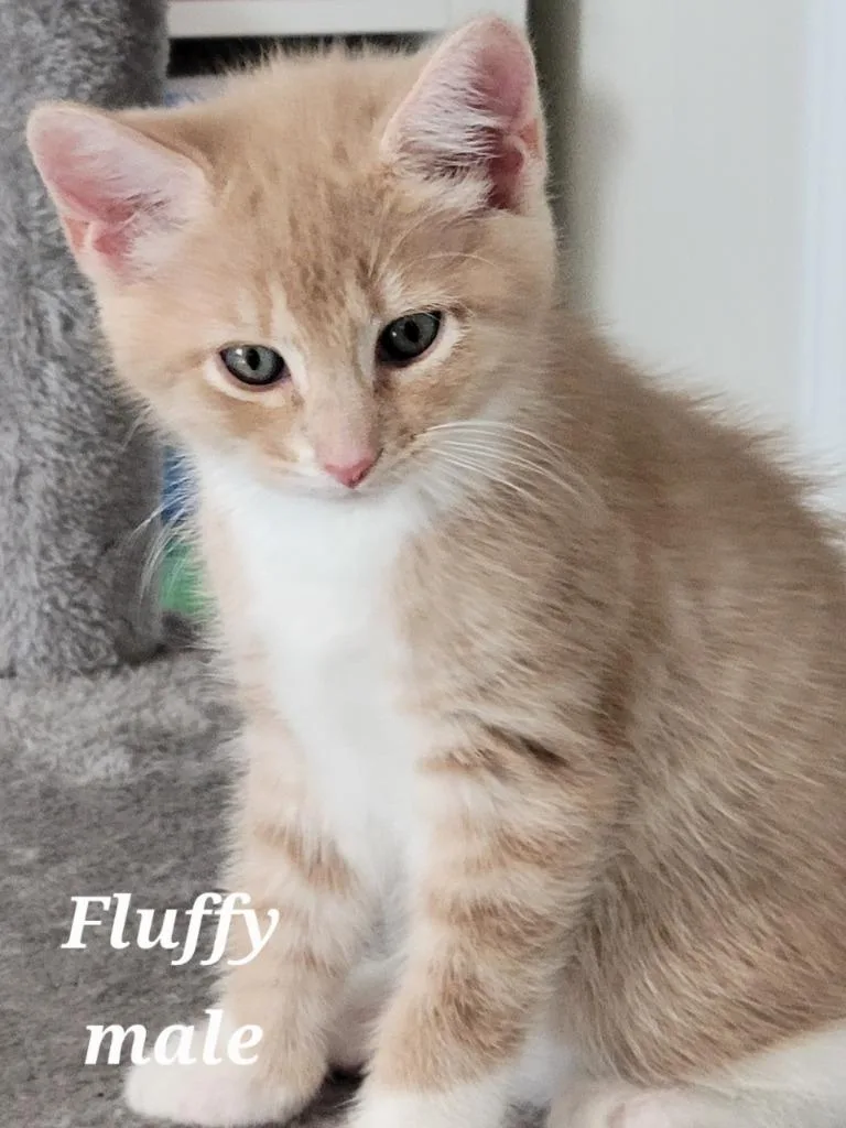 A baby small-sized male Domestic Short Hair cat named Fluffy for adoption in Darien, GA