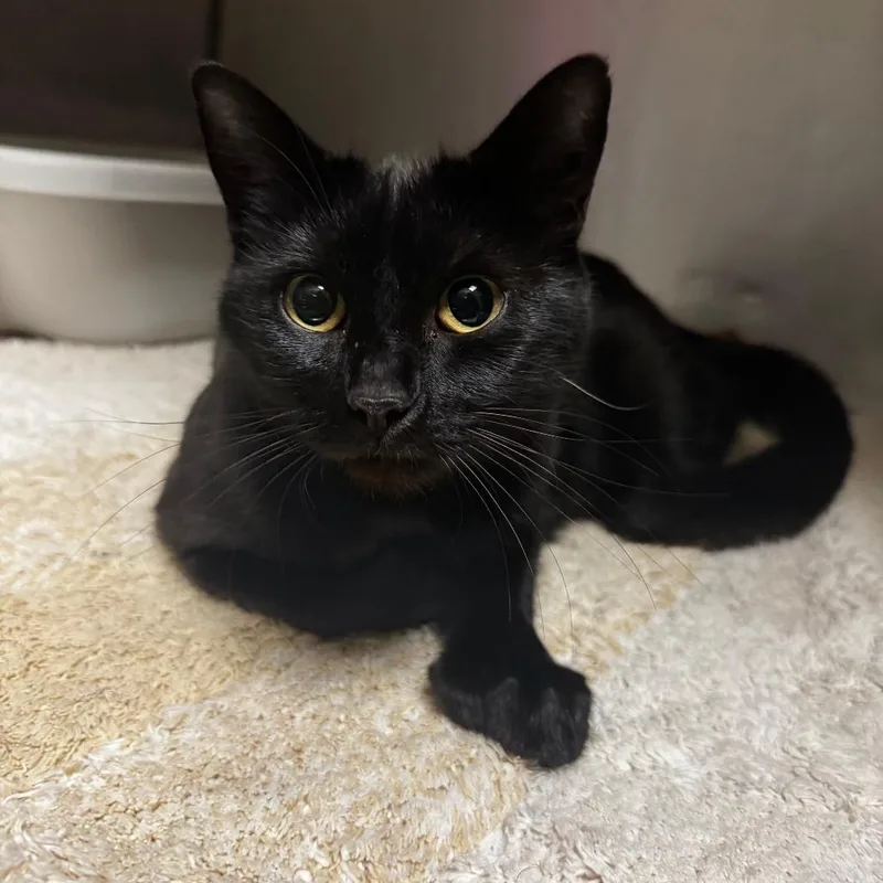 A young medium-sized female Black Domestic Short Hair cat named Thumbelina for adoption in South Haven, MI