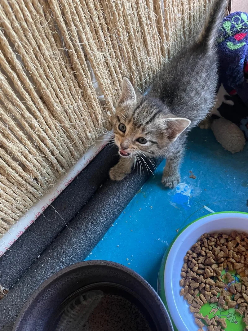 A baby medium-sized female Tabby cat named Cheeta for adoption in Flint Hill, VA
