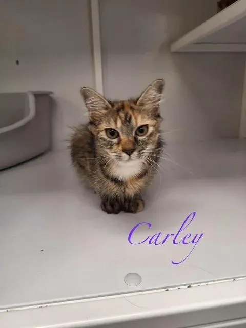 A young medium-sized female Tabby (Buff / Tan / Fawn) Domestic Short Hair cat named Carly for adoption in Port Lavaca, TX