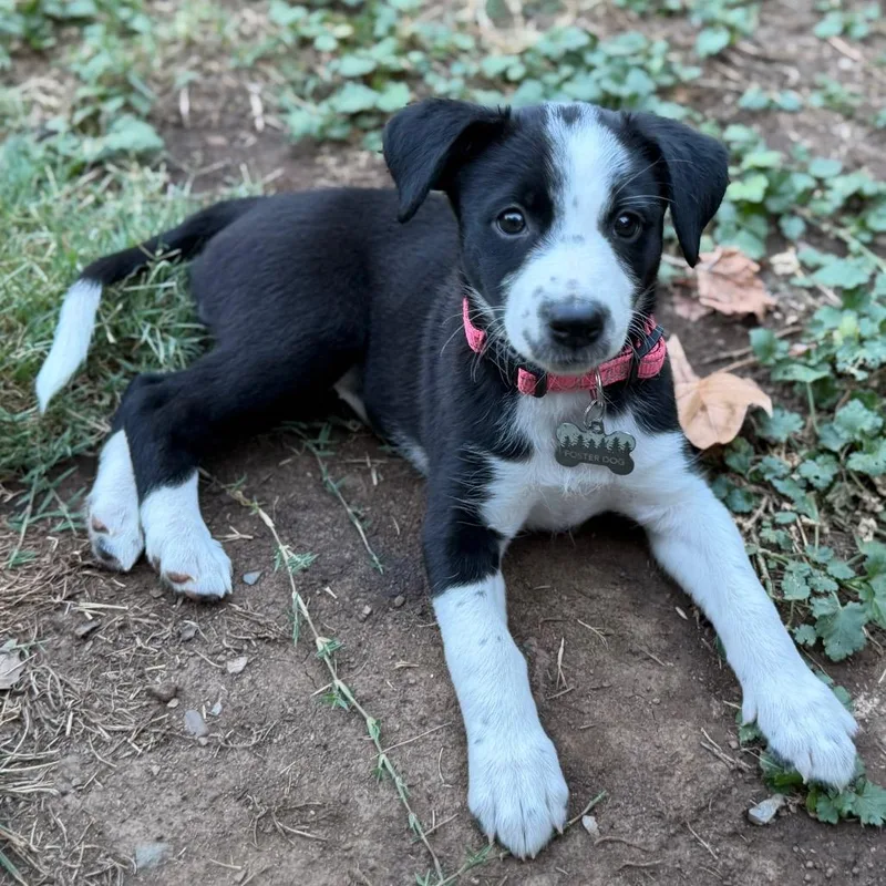 Isabella