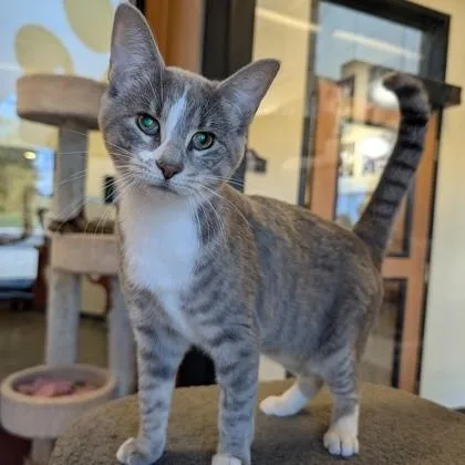 An adult medium-sized female Tabby (Gray / Blue / Silver) Domestic Short Hair cat named Isabella for adoption in Rochester, MN