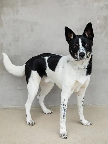 A young medium-sized male Mixed Breed dog named Milo for adoption in Longmont, CO