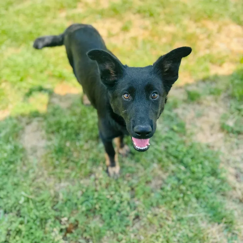 A baby medium-sized male Black Shepherd dog named Rover for adoption in Brownsboro, AL