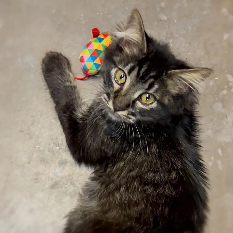 A young medium-sized male Domestic Long Hair cat named Stuart for adoption in St. George, UT