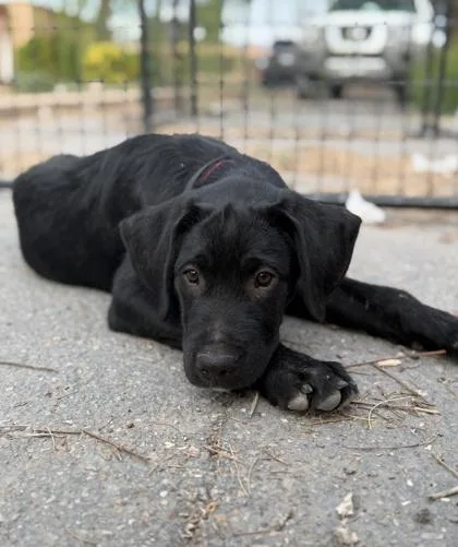 A baby large-sized male Black Labrador Retriever dog named Blue for adoption in El Paso, TX