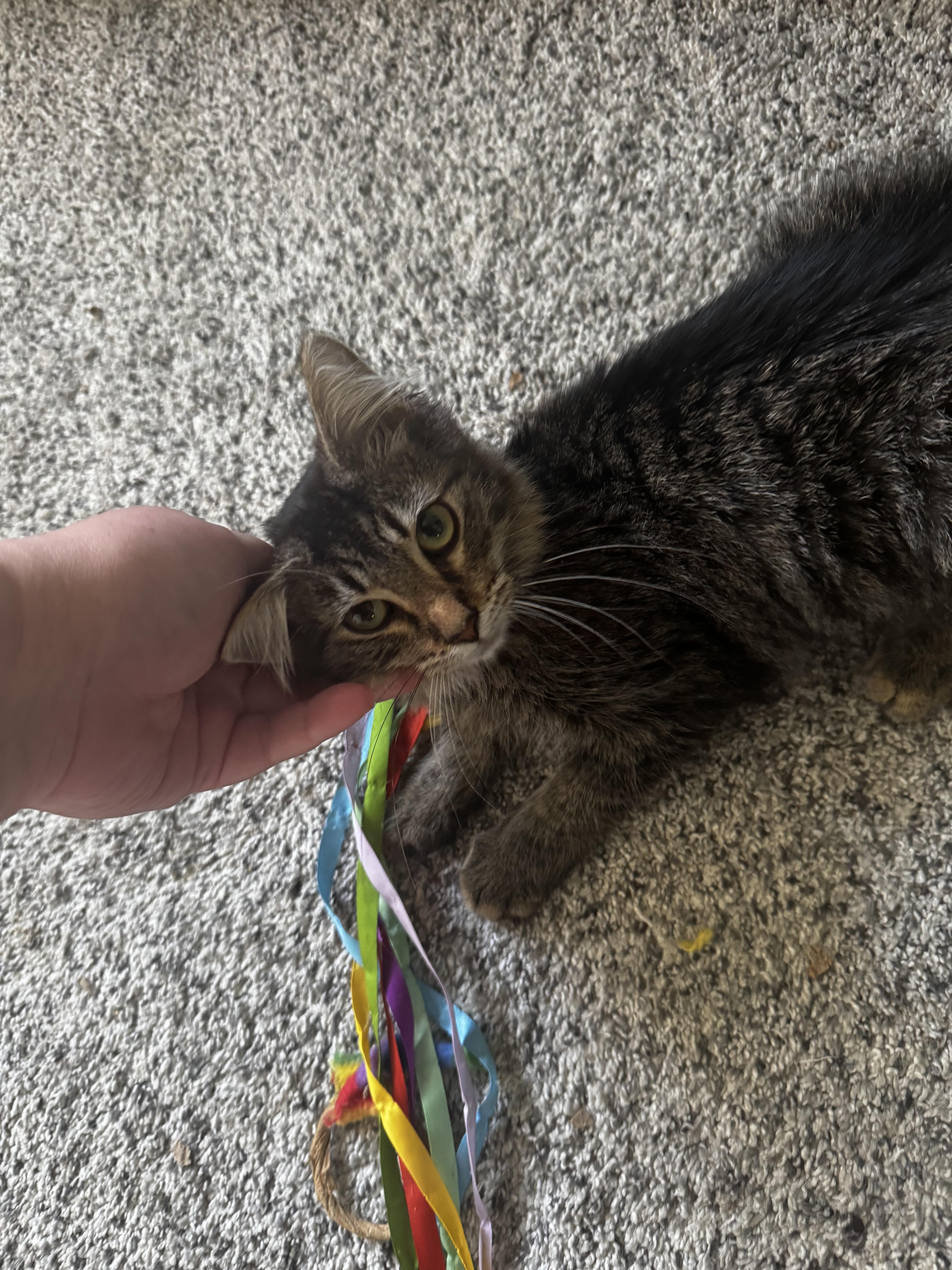 A baby small-sized male Domestic Medium Hair cat named En Half for adoption in Bethel Park, PA