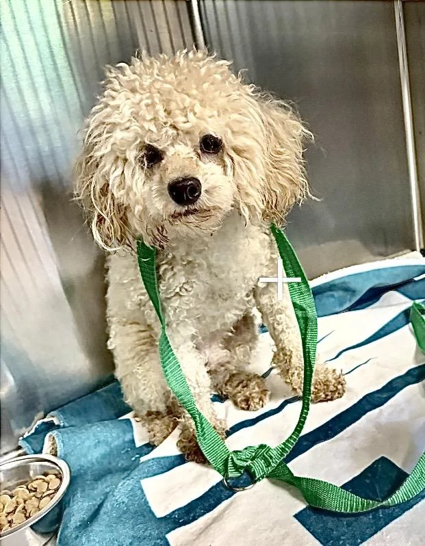 A young small-sized male White / Cream Miniature Poodle dog named Jacques for adoption in Warren, NJ