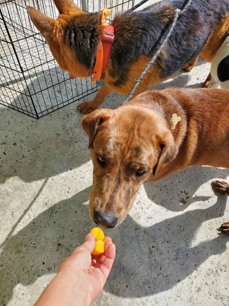 Darwinian Darwin  The thumbnail 3