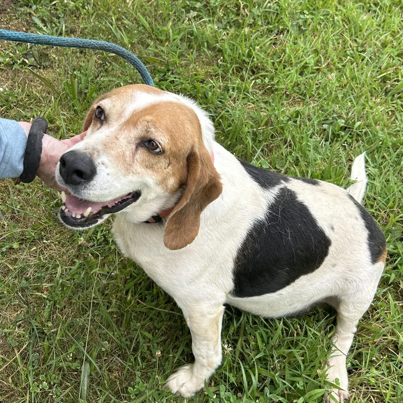 A senior medium-sized male Tricolor (Brown, Black, & White) Hound dog named Clay for adoption in Charles City, VA