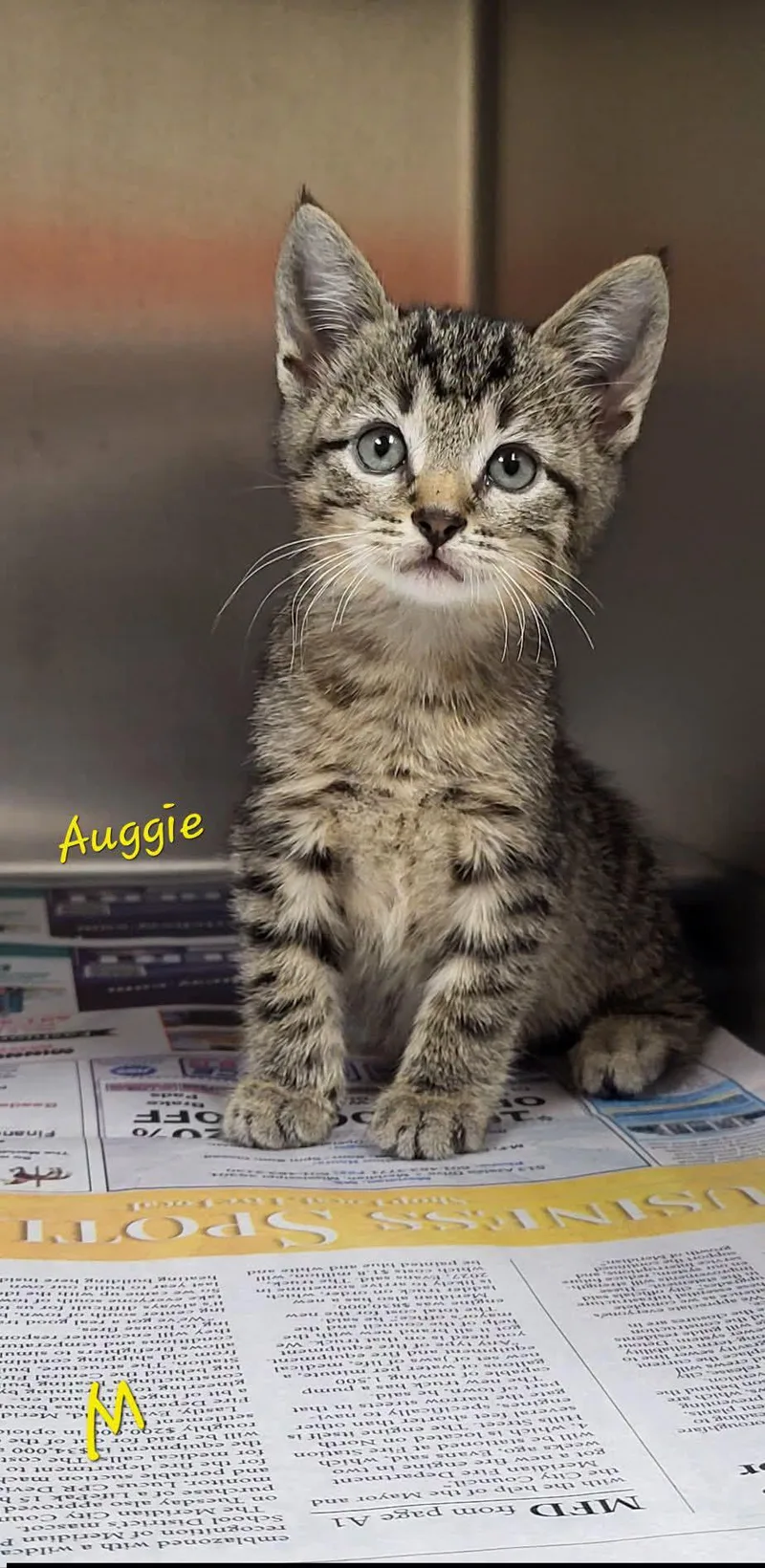 Auggie