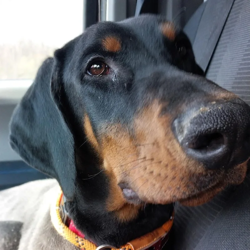 A young large-sized male Black Doberman Pinscher dog named Mylo for adoption in Cleveland, OH