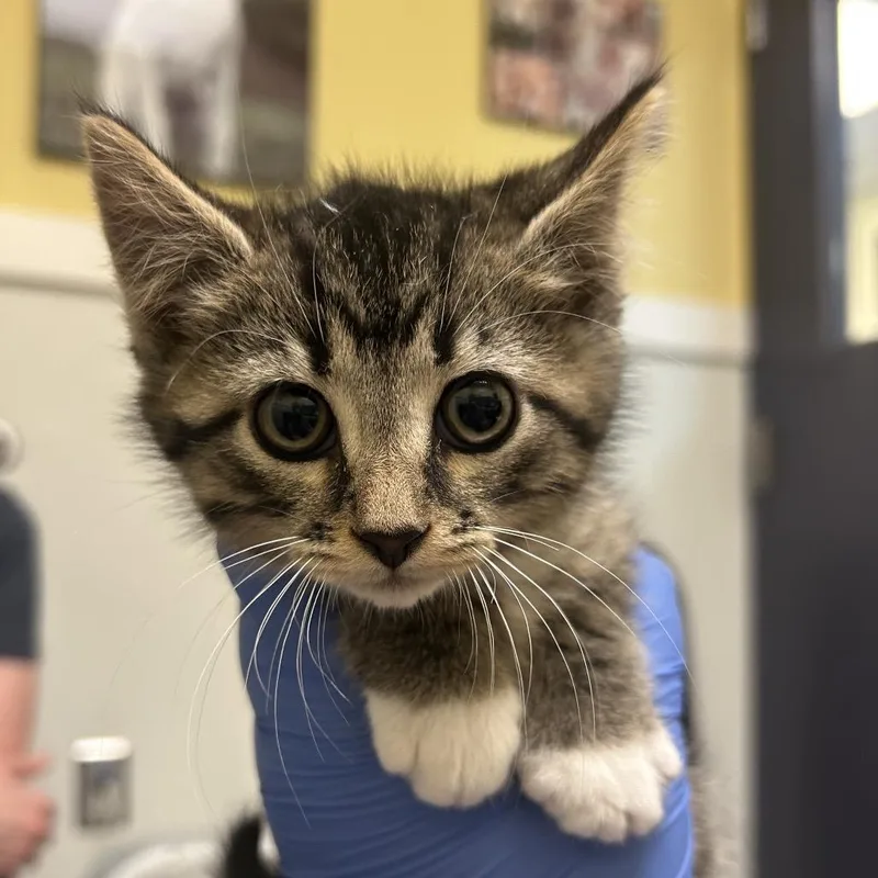 A baby small-sized female Brown / Chocolate Domestic Short Hair cat named Quack for adoption in Charlottesville, VA