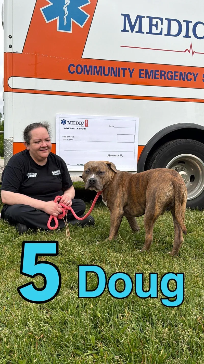 An adult medium-sized male Brindle American Bulldog dog named Doug for adoption in Benton Harbor, MI