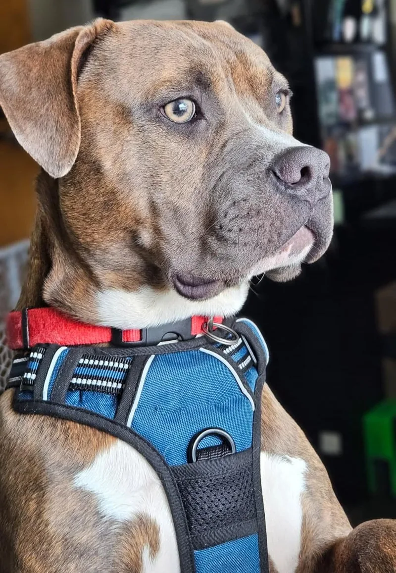 Doug thumbnail 5