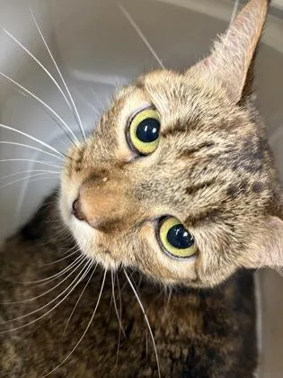 Kya
