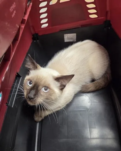 A baby medium-sized male Seal Point Siamese cat named Cedar for adoption in Sacramento, CA