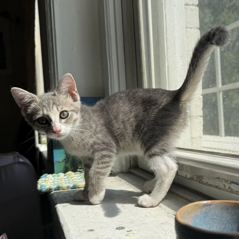 A baby small-sized female Gray / Blue / Silver Domestic Short Hair cat named Dobby for adoption in Fairfax, VA