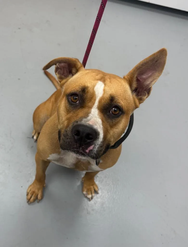 A young medium-sized female Pit Bull Terrier dog named Raddish for adoption in Hartsville, SC