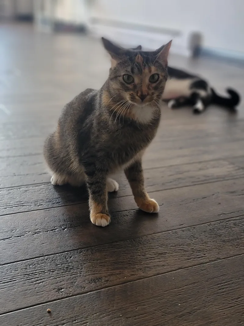 A young medium-sized female Tortoiseshell Domestic Short Hair cat named Minnie for adoption in Fertile, MN