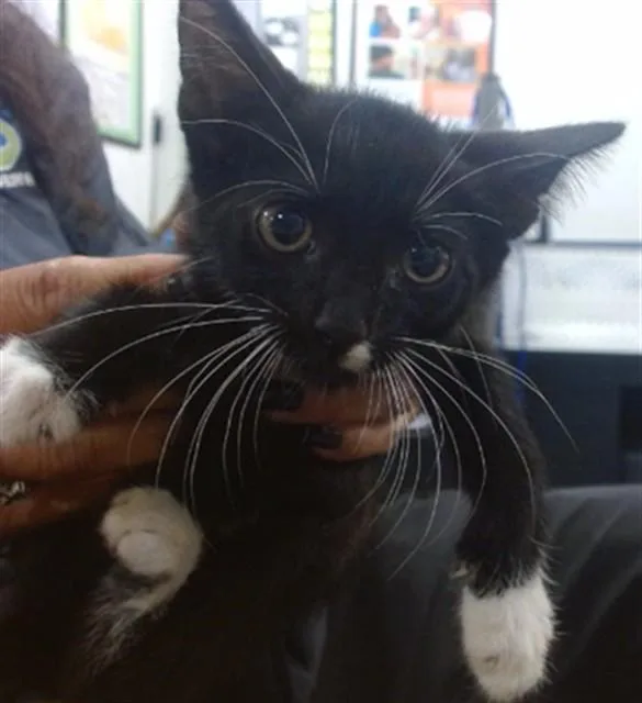 A baby small-sized female Domestic Short Hair cat named Josey for adoption in Miami, FL