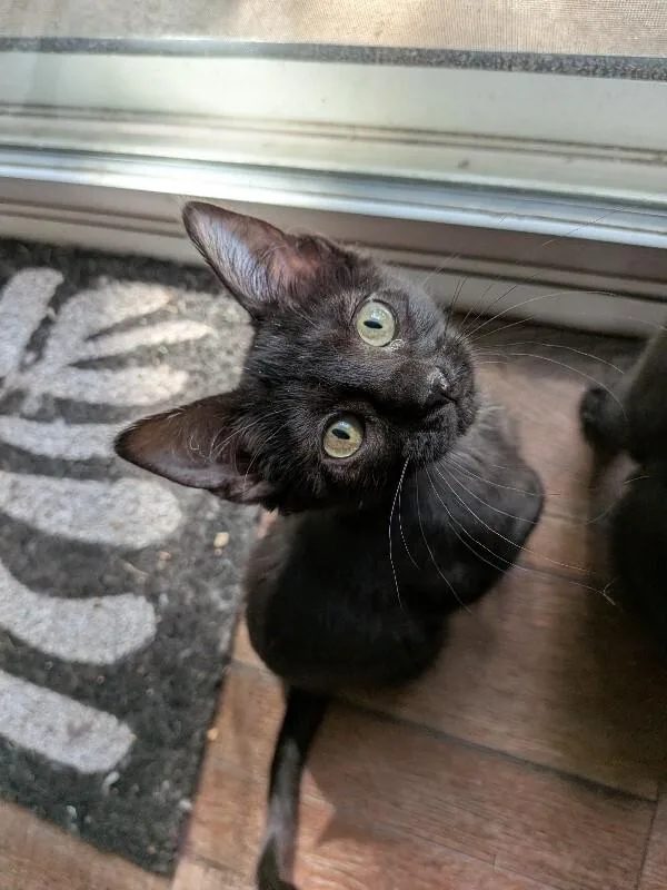 A young medium-sized female Black Domestic Short Hair cat named Vala Mal Doran for adoption in Fort Collins, CO