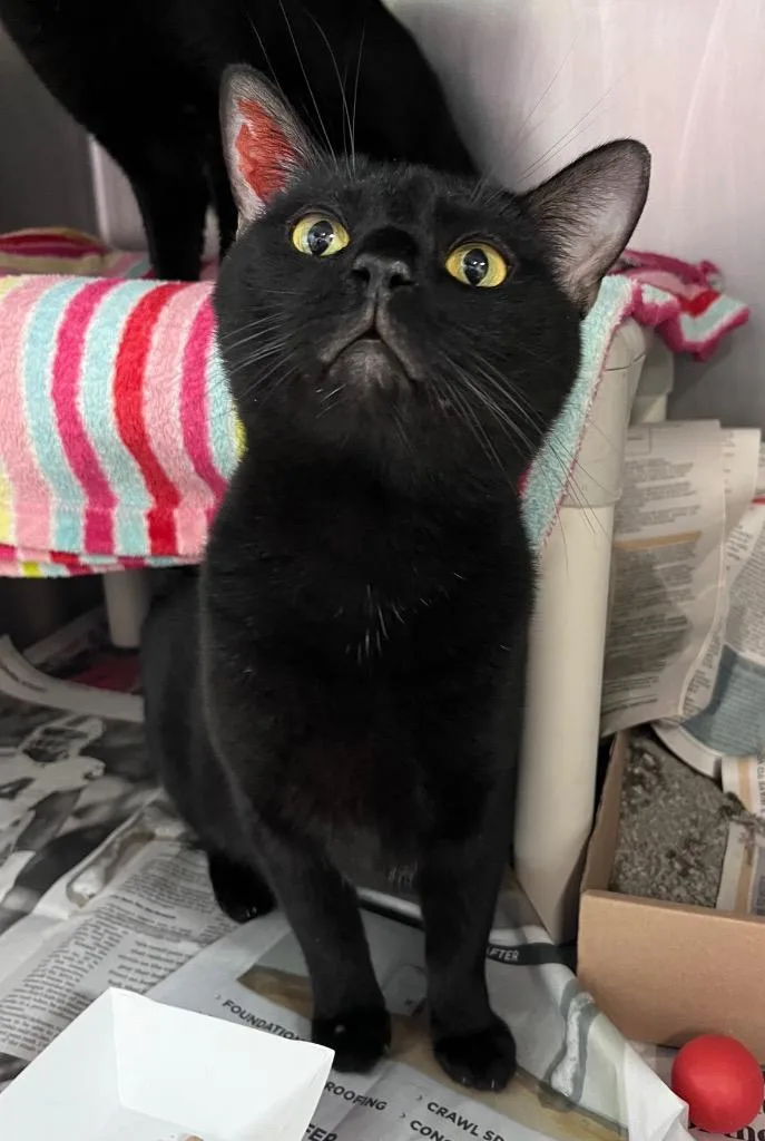 A young medium-sized male Domestic Short Hair cat named Chuck E. Cheese for adoption in Cincinnati, OH