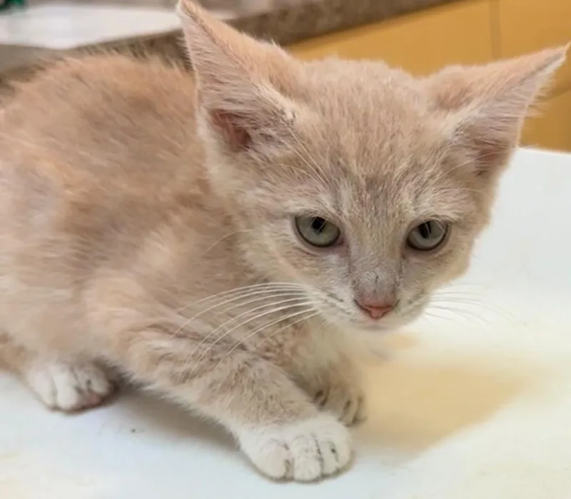 A baby small-sized male Domestic Short Hair cat named Gideon for adoption in Elizabethton, TN