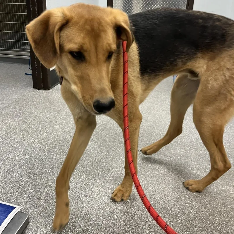 A young large-sized male Brown / Chocolate Shepherd dog named Taz for adoption in Durango, CO