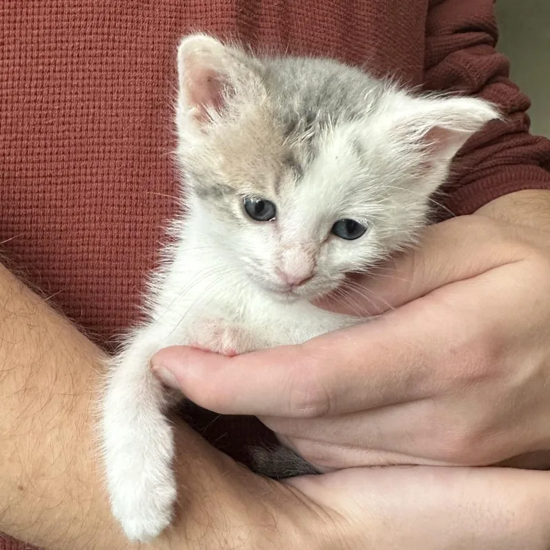 A baby small-sized female White Domestic Short Hair cat named Virginia for adoption in Durango, CO