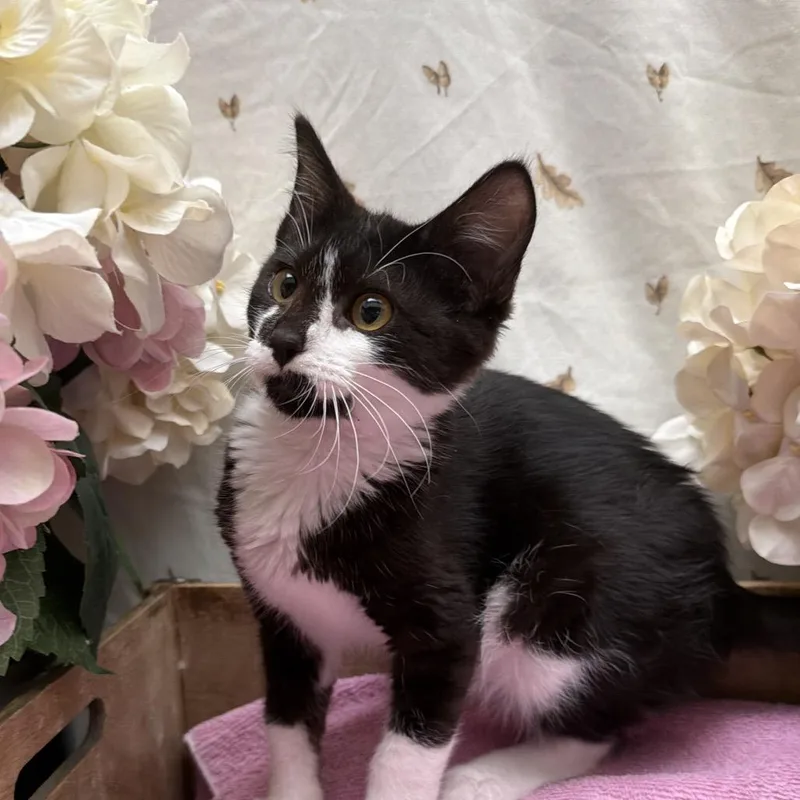 A baby small-sized female Black American Shorthair cat named Rizzo for adoption in Newberg, OR