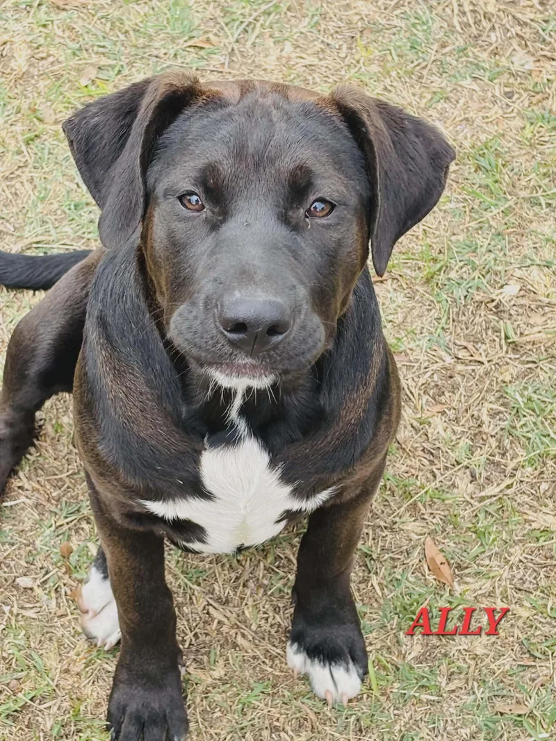 A young large-sized female Labrador Retriever dog named Ally for adoption in Hillsdale, NY