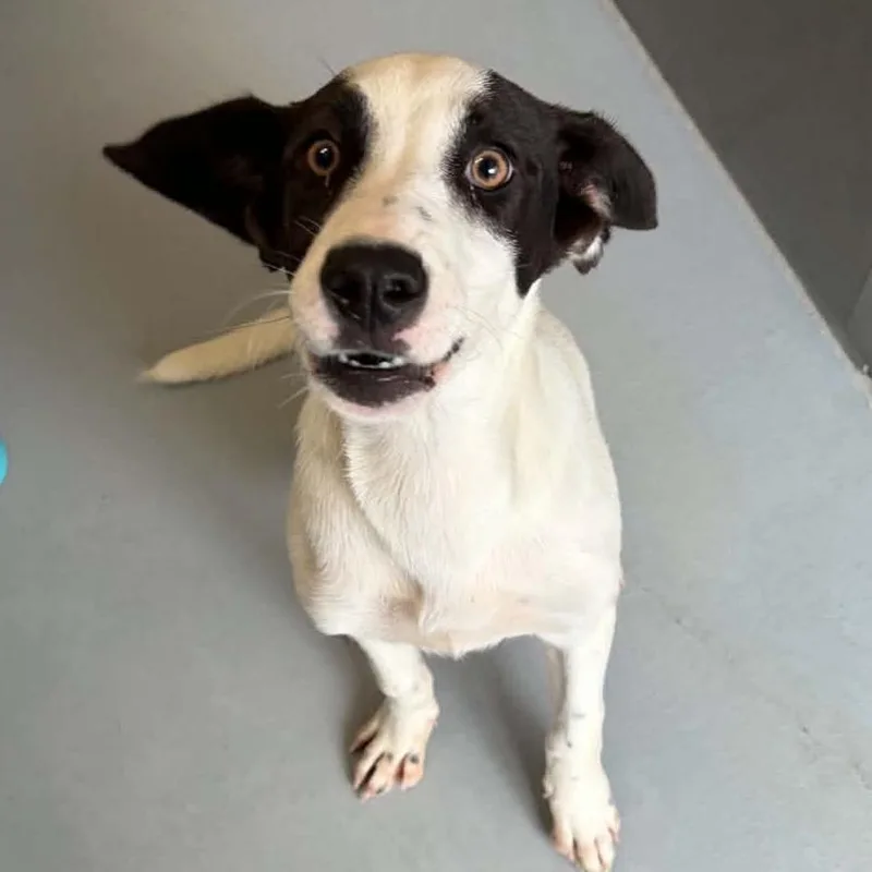 A baby small-sized female White / Cream Hound dog named Billie Eilish for adoption in Concord, NC