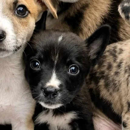A baby medium-sized male Black Catahoula Leopard Dog dog named Ernesto for adoption in Wimberley, TX