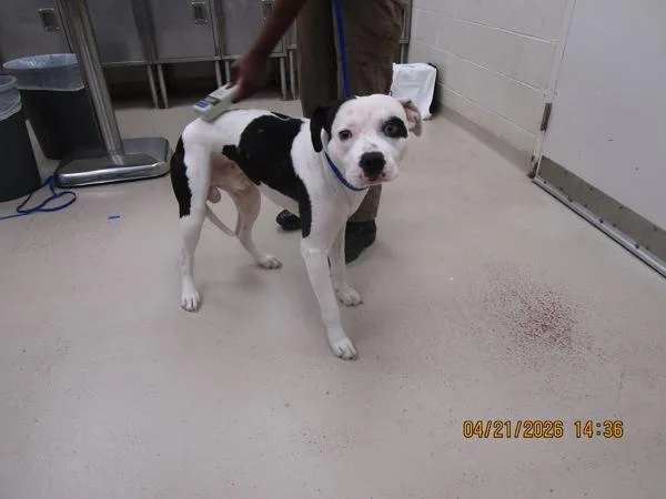 An adult medium-sized male Pit Bull Terrier dog named Reign for adoption in Marietta, GA