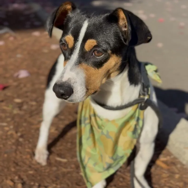 A young small-sized male White / Cream Rat Terrier dog named Zeke for adoption in Newberg, OR