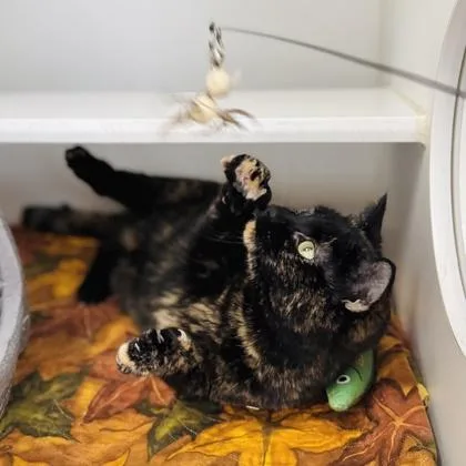A baby medium-sized female Domestic Short Hair cat named Zuri for adoption in Traverse City, MI