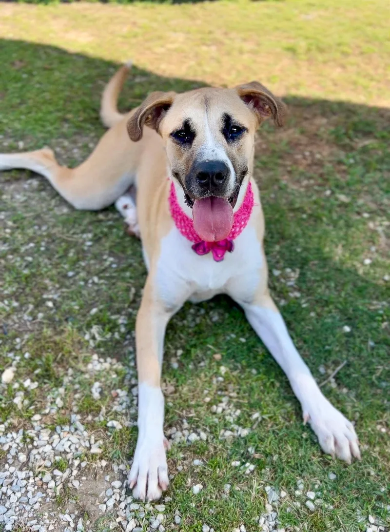 A young large-sized female Labrador Retriever dog named Boosie for adoption in McKinney, TX