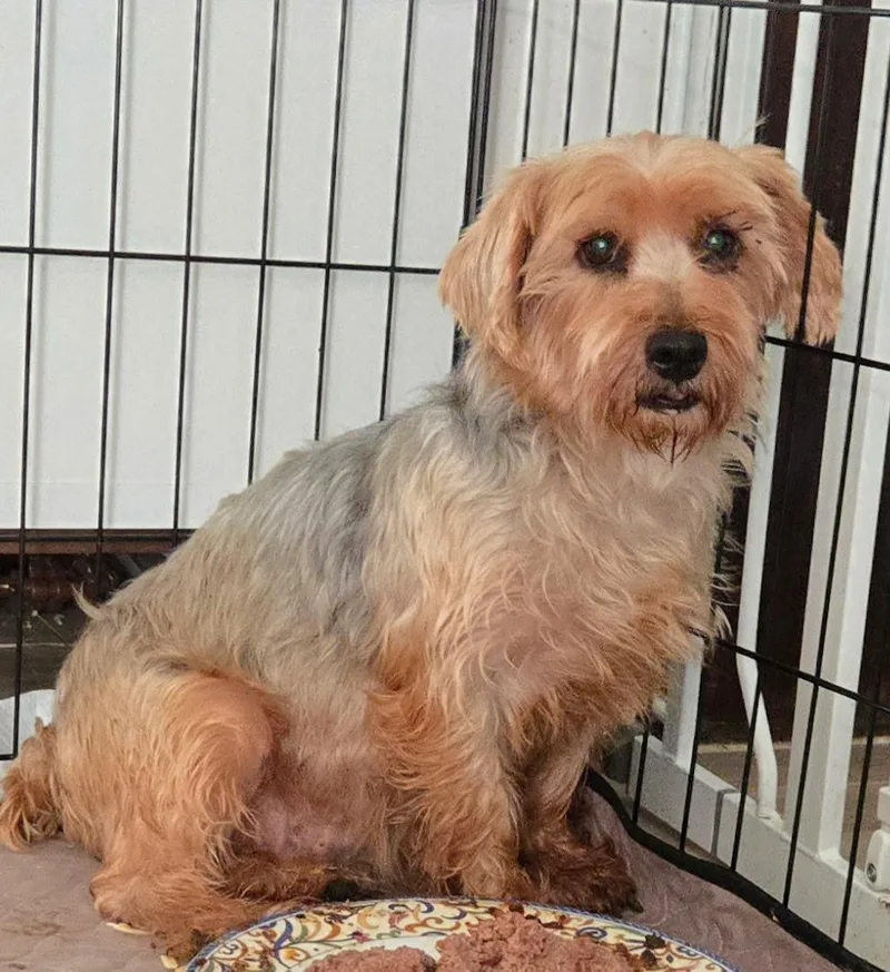An adult small-sized female Yorkshire Terrier dog named Maisie for adoption in Overland Park, KS