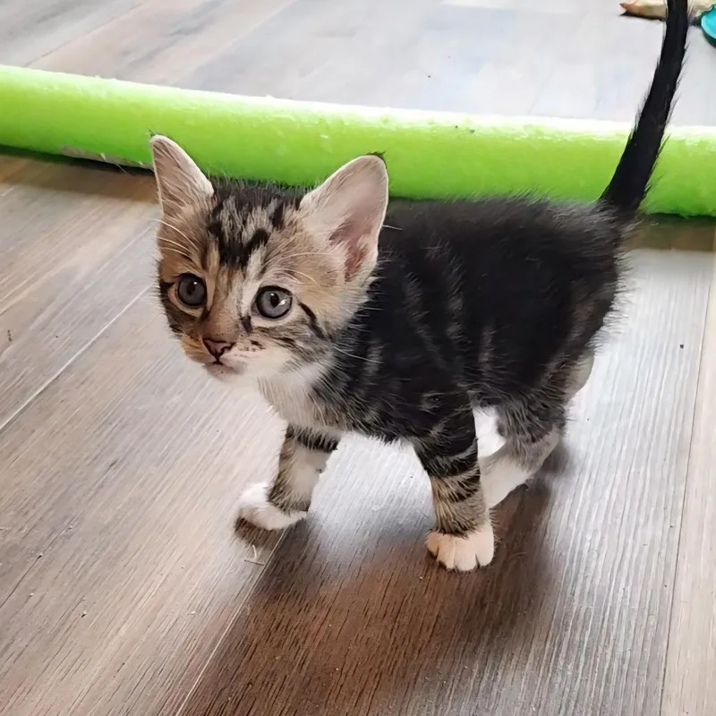 A baby small-sized male Brown / Chocolate Domestic Medium Hair cat named Snowshoe for adoption in Fredericksburg, VA