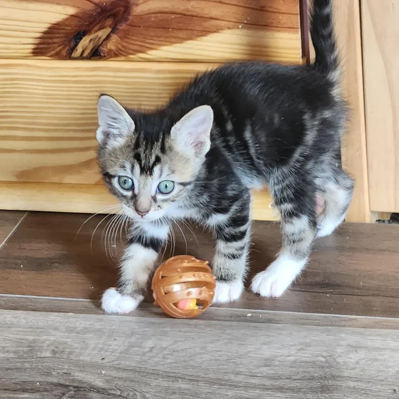 Snowshoe thumbnail 2