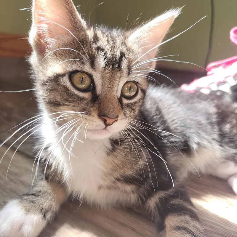 Snowshoe thumbnail 3