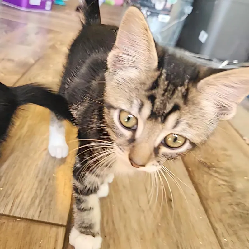 Snowshoe thumbnail 4