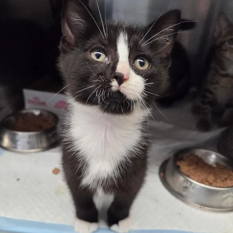 A baby medium-sized female Domestic Short Hair cat named Tortilla for adoption in Warwick, RI
