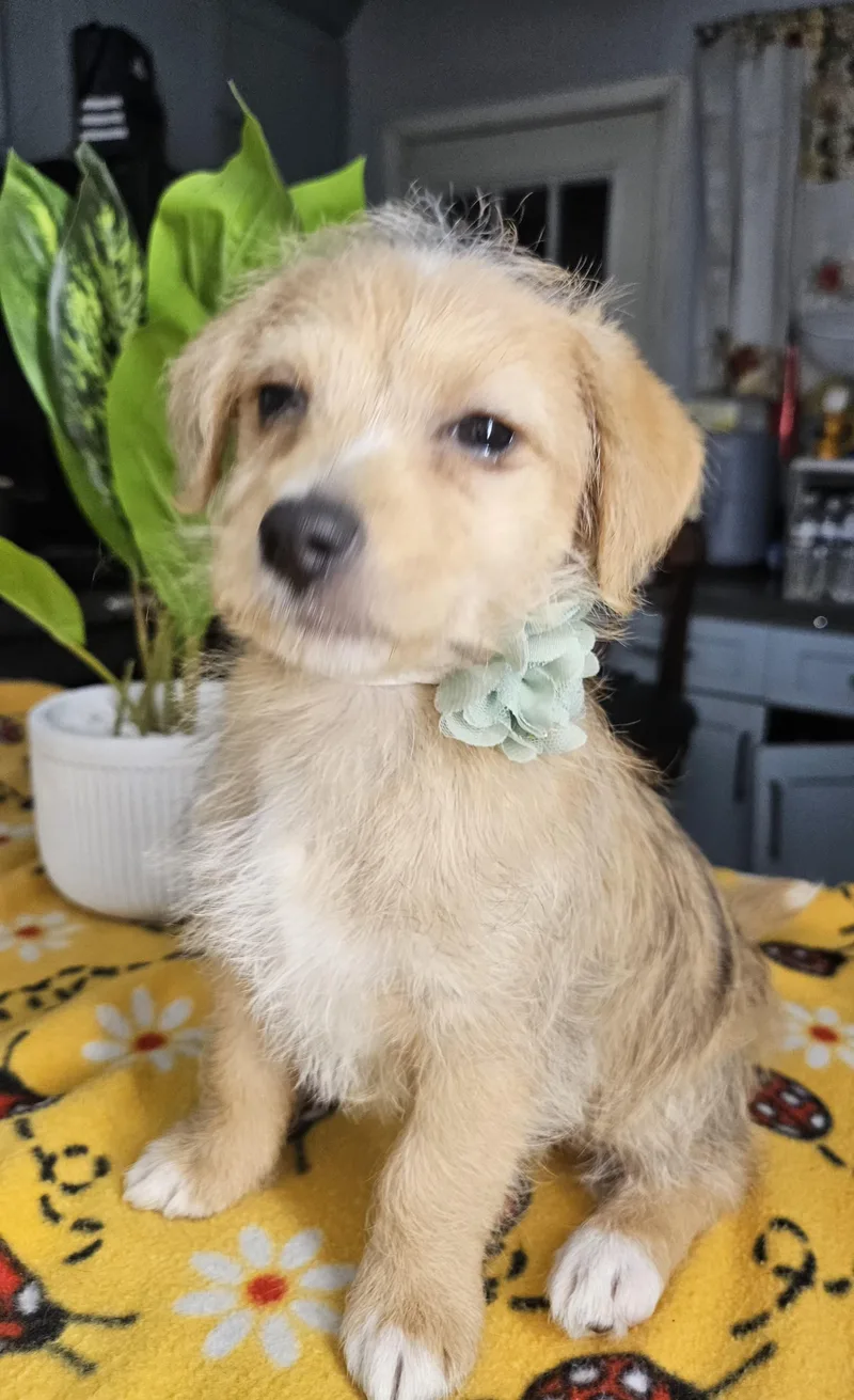 A baby small-sized female Apricot / Beige Terrier dog named Lady for adoption in Los Angeles, CA